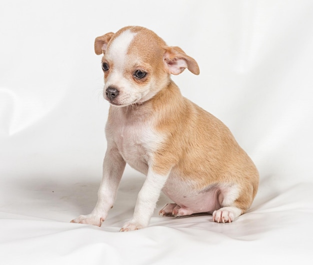 Cucciolo di chihuahua su sfondo bianco