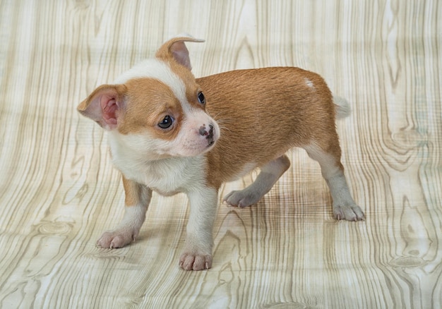 cucciolo di chihuahua