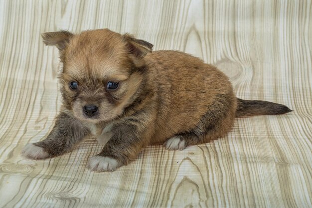 cucciolo di chihuahua