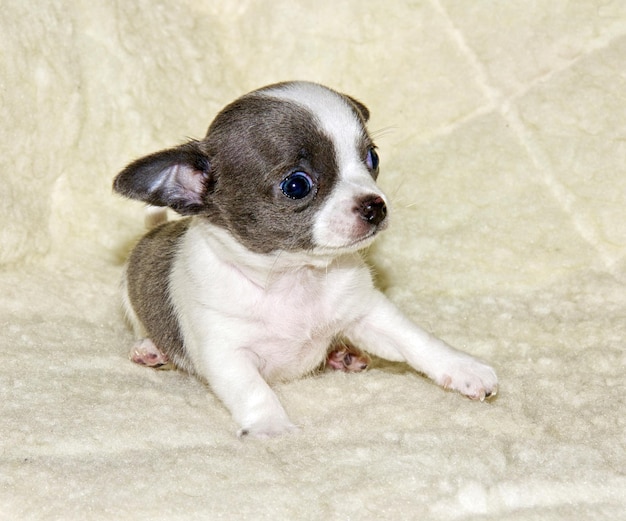 cucciolo di chihuahua