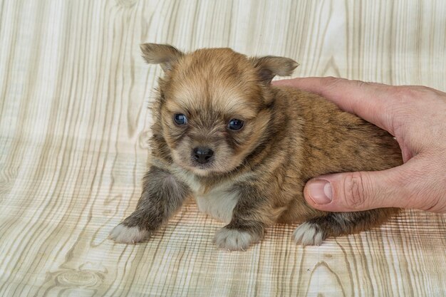 cucciolo di chihuahua