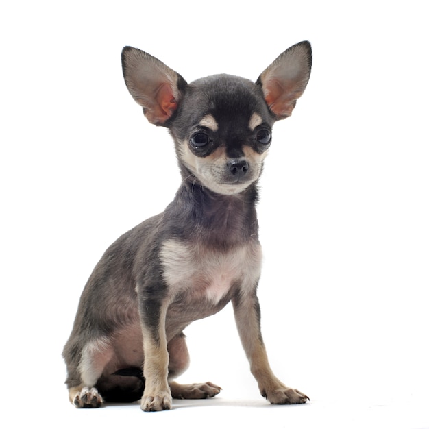 Cucciolo di chihuahua