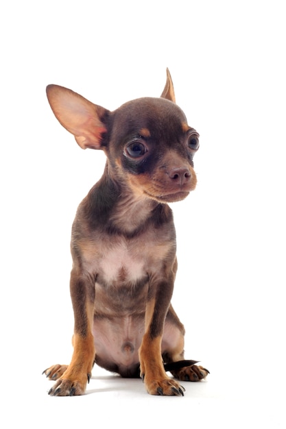 Cucciolo di chihuahua