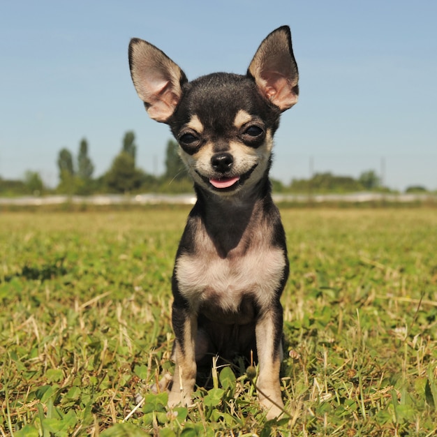 Cucciolo di chihuahua