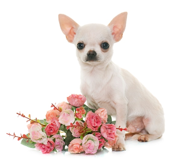 Cucciolo di chihuahua