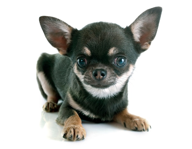 Cucciolo di chihuahua