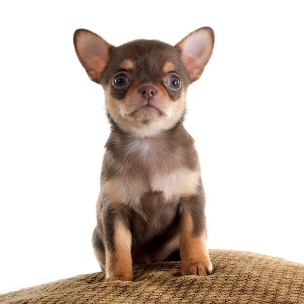 Cucciolo di chihuahua