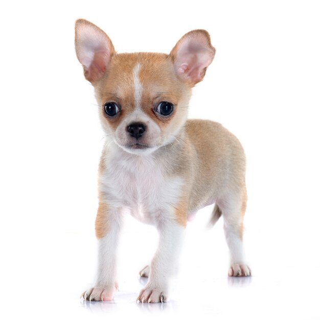 cucciolo di chihuahua