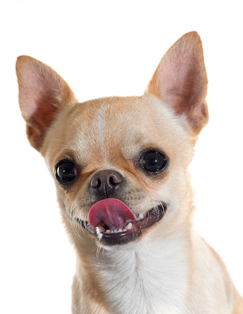 cucciolo di chihuahua