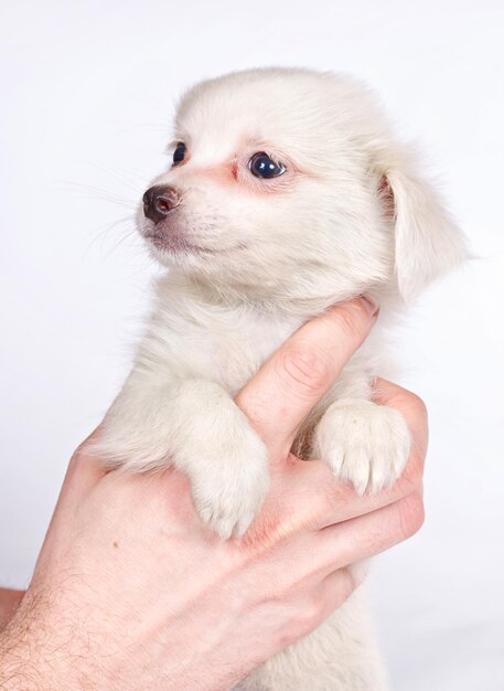 Cucciolo di Chihuhua su sfondo bianco