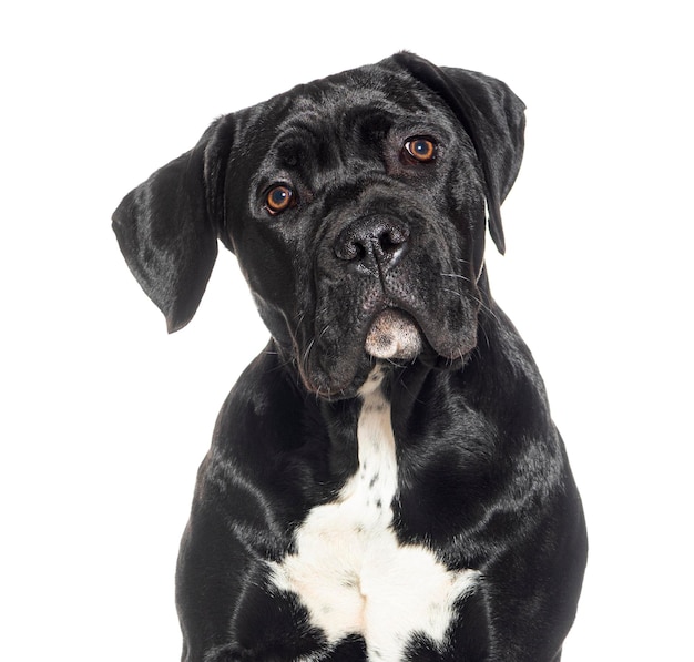 Cucciolo di cinque mesi Cane corso isolato su bianco