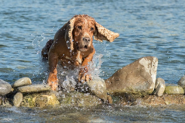 Cucciolo di cocker spaniel che gioca nell'acqua