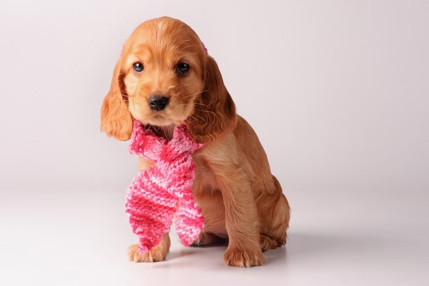 Cucciolo di cocker spaniel con sciarpa