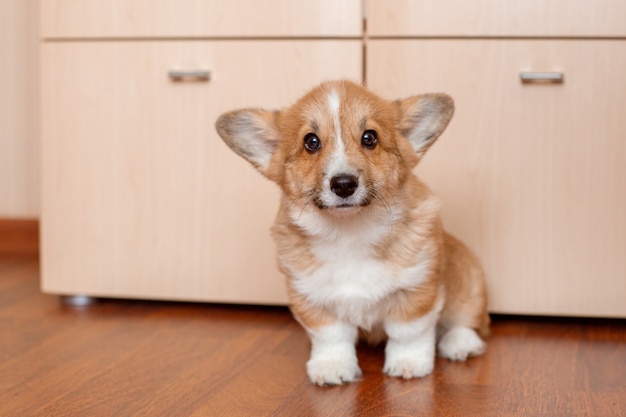 Cucciolo di Corgi a casa sul pavimento