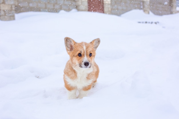 Cucciolo di Corgi in una passeggiata invernale sulla neve