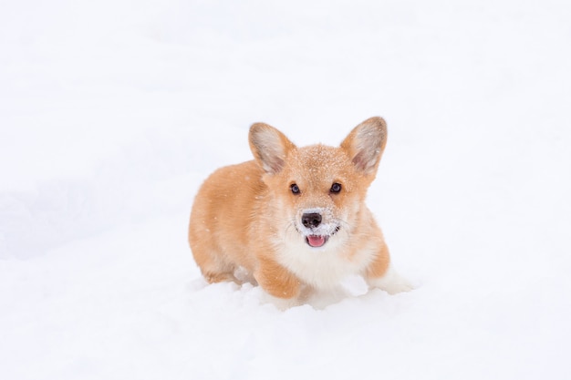 Cucciolo di Corgi in una passeggiata invernale sulla neve