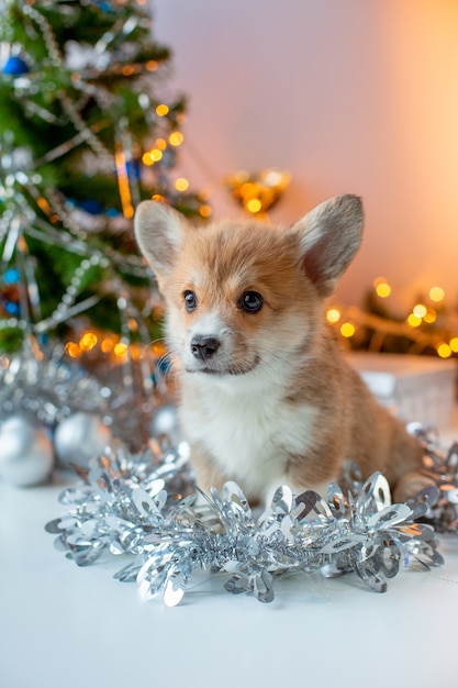 Cucciolo di corgi su sfondo albero di natale sfondo natale