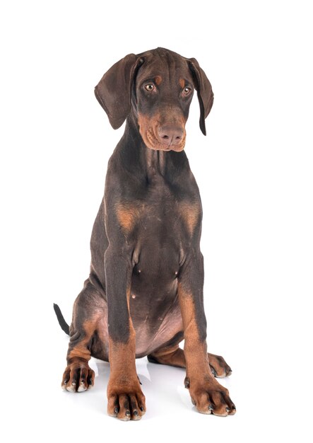 Cucciolo di doberman pinscher