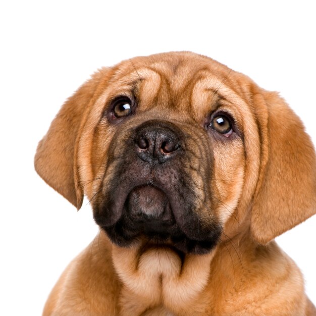 Cucciolo di Dogue de Bordeaux con 2 mesi. Ritratto di cane isolato