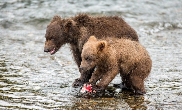 Cucciolo di due orsi bruni con un salmone nel fiume. STATI UNITI D'AMERICA. Alaska. Parco nazionale di Katmai.