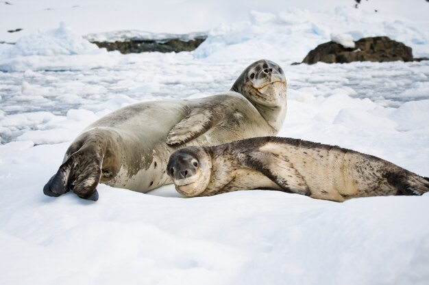 Cucciolo di foca nel paesaggio innevato