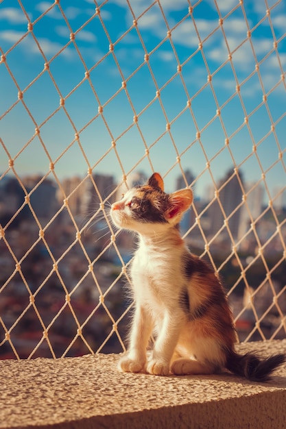 Cucciolo di gatto su sfondo fiorito appartamento balcone