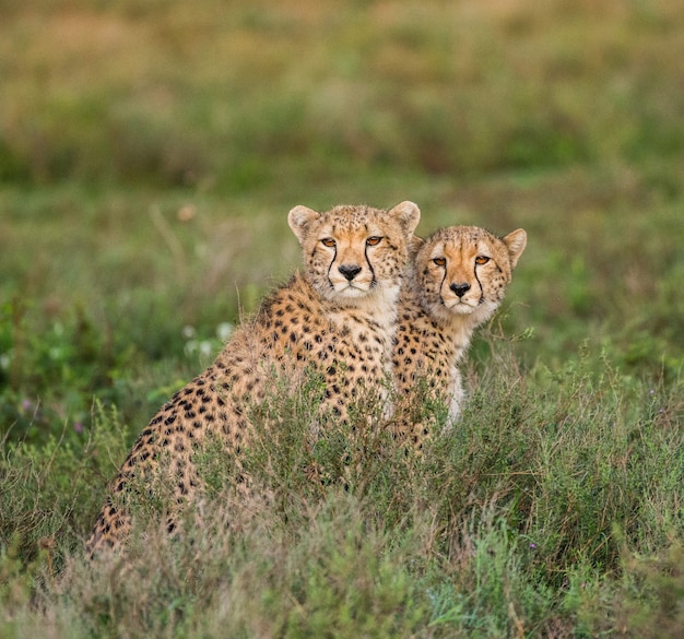 Cucciolo di ghepardi nel parco nazionale del Serengeti