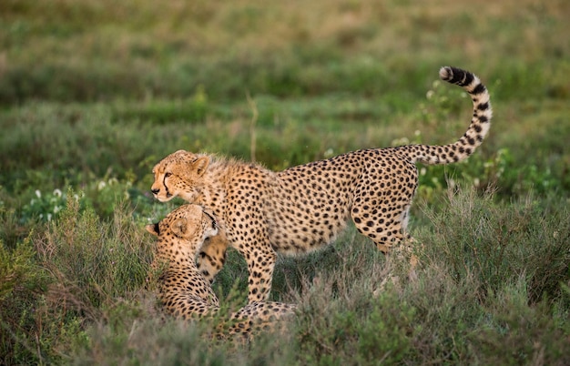 Cucciolo di ghepardi nel parco nazionale del Serengeti