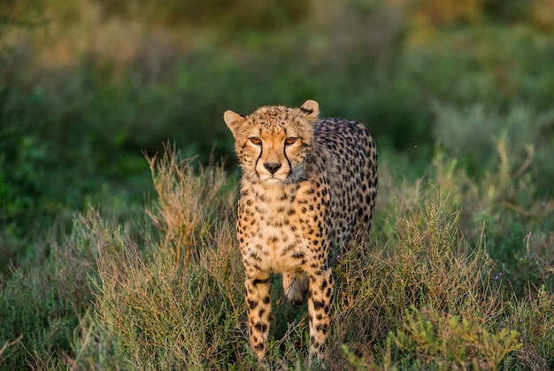 Cucciolo di ghepardi nel parco nazionale del Serengeti