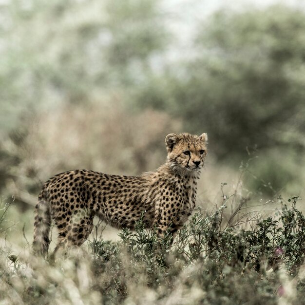 Cucciolo di ghepardo nel Parco Nazionale del Serengeti