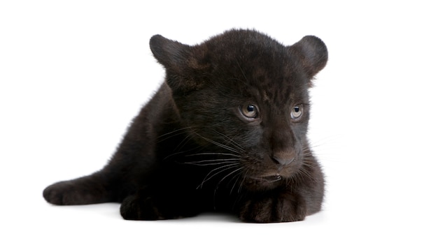 Cucciolo di giaguaro nero, panthera onca, isolato su bianco