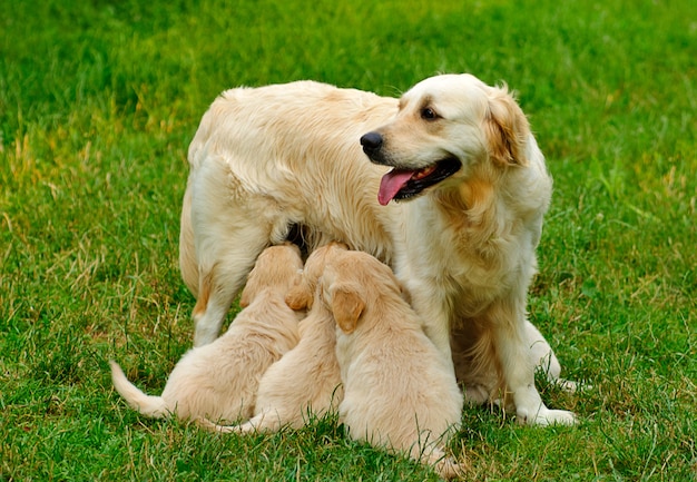 Cucciolo di golden retriever è seduto nell'erba