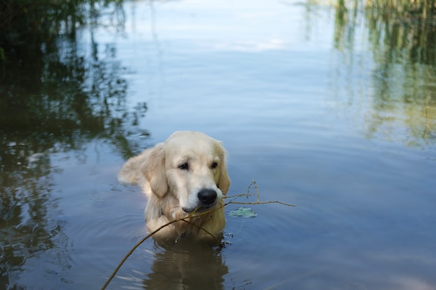 cucciolo di golden retriever in acqua