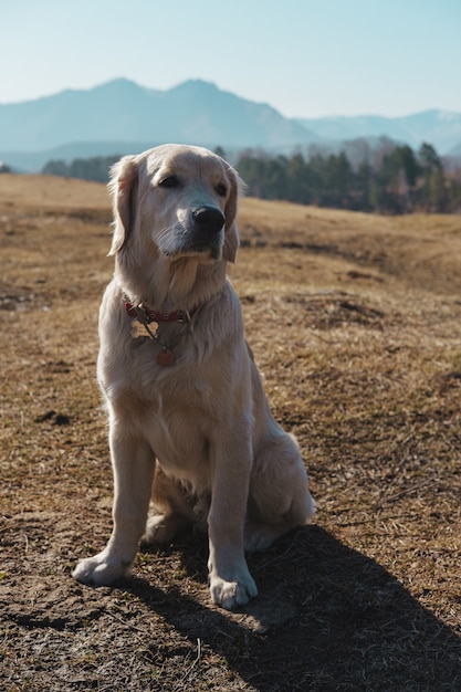 cucciolo di golden retriever in montagna