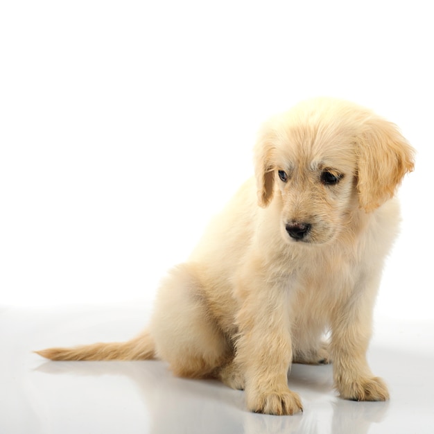 Cucciolo di golden retriever isolato su priorità bassa bianca