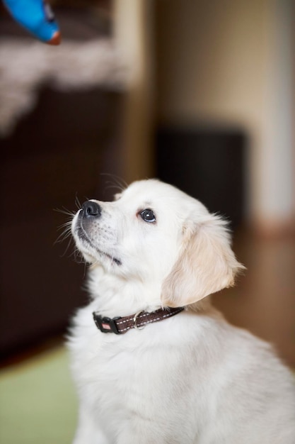 cucciolo di golden retriever Simpatico cucciolo di golden retriever