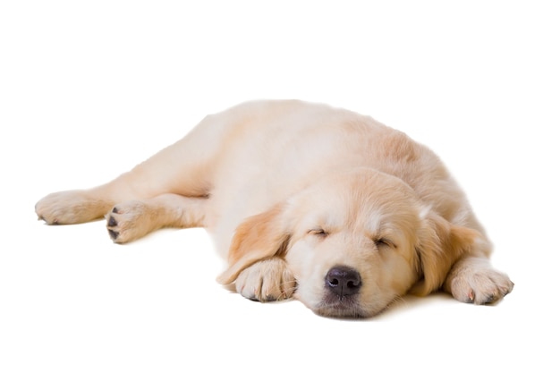 Cucciolo di golden retriever su sfondo bianco