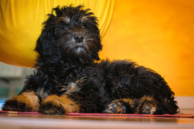 Cucciolo di Goldendoodle di colore nero e marrone chiaro Cane ibrido da golden retriever e barboncino