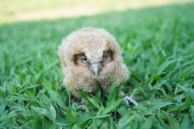 Cucciolo di gufo sul prato in giardino