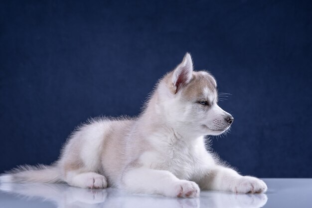 Cucciolo di husky in studio cane. Grazioso cucciolo husky su sfondo blu.