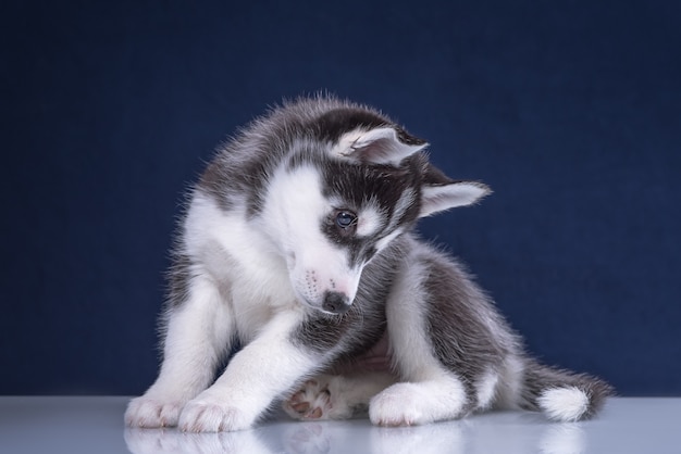 Cucciolo di husky in studio cane. Grazioso cucciolo husky su sfondo blu.