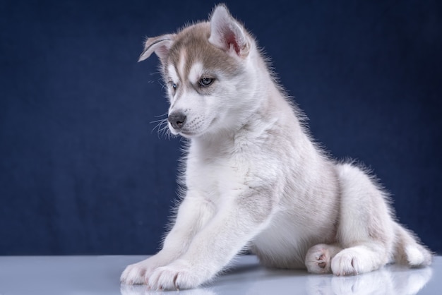 Cucciolo di husky in studio cane. Grazioso cucciolo husky su sfondo blu.