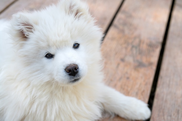 Cucciolo di husky samoiedo bianco