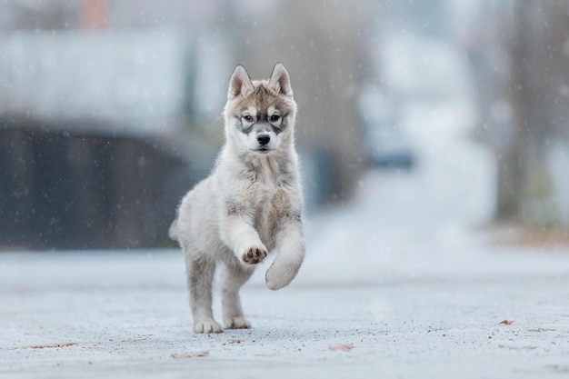 Cucciolo di husky siberiano in inverno. Cane d'inverno. Nevicata