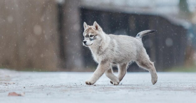 Cucciolo di husky siberiano in inverno. Cane d'inverno. Nevicata