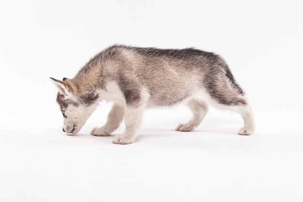 Cucciolo di husky su bianco