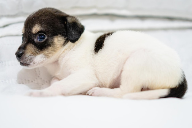 Cucciolo di incrocio sdraiato su una coperta bianca