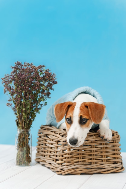 Cucciolo di Jack Russell Terrier che si siede sul pavimento di legno sul ritratto blu della parete.