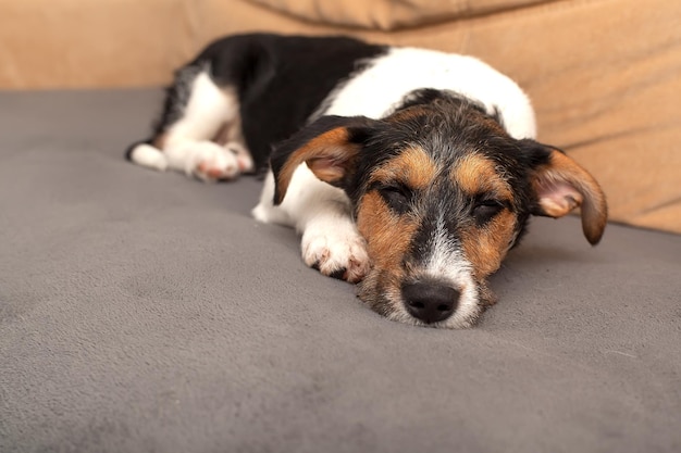 Cucciolo di Jack Russell Terrier dai capelli a filo nel letto del cane guardando la telecamera