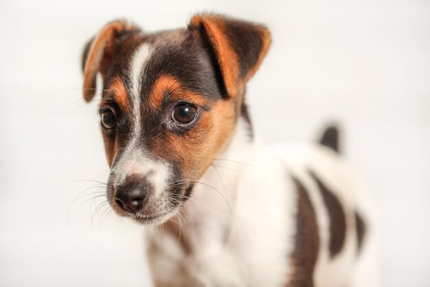 Cucciolo di Jack Russell terrier, particolare sulla testa, con sfondo chiaro.